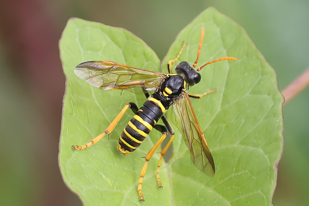 Figwort sawfly